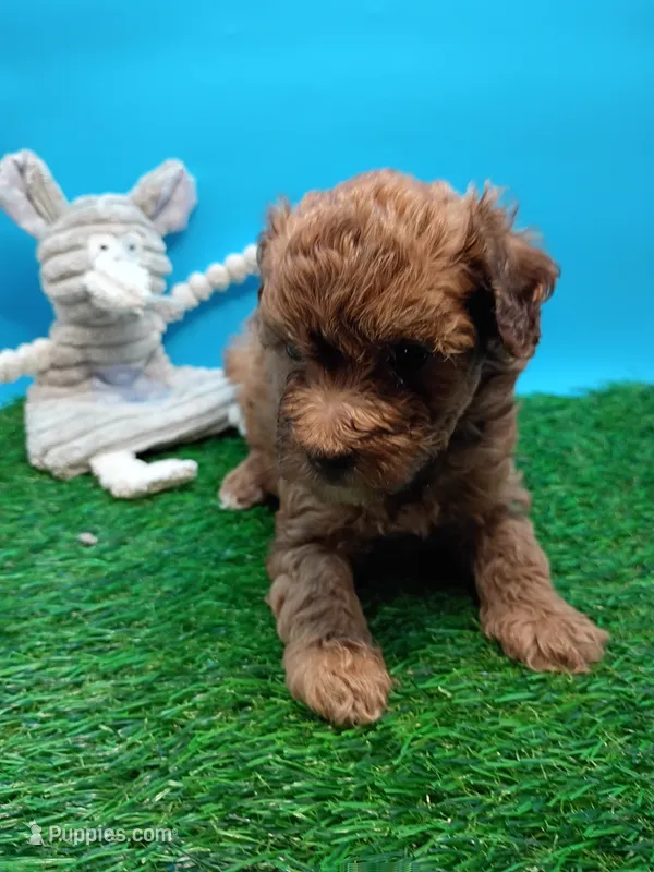 Charlie brown – Maltese, Poodle - Toy  puppy for sale in Danville, VA
