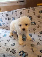 Beauty , a female Maltipoo for sale in Danville, VA – 7 of 10