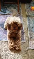 Sassy, a female Maltipoo and Poodle - Miniature  for sale in Danville, VA – 4 of 8