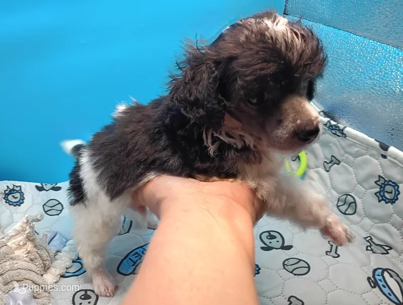 Oreo jr – Poodle - Toy  puppy for sale in Danville, VA