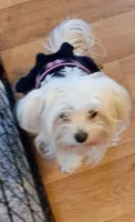 Diamond , a female Maltese for sale in Danville, VA – 6 of 6