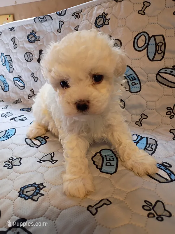 Beauty  – Maltipoo puppy for sale in Danville, VA