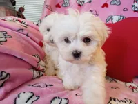 Buddy, a male Maltese for sale in Danville, VA – 1 of 10