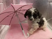 cheyanne jr, a female Poodle - Toy  for sale in Danville, VA – 4 of 8