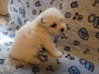 Beauty , a female Maltipoo for sale in Danville, VA – 9 of 10