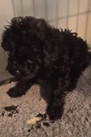 Zues Jr , a male Maltipoo for sale in Danville, VA – 4 of 4
