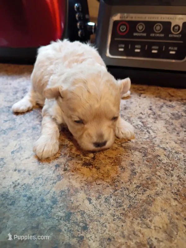 Sassy, a female Maltipoo and Poodle - Miniature  for sale in Danville, VA – 1 of 8
