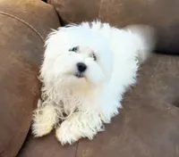 Buddy, a male Maltese for sale in Danville, VA – 5 of 7