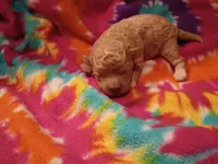 Dolly, a female Maltipoo for sale in Danville, VA – 1 of 8