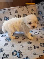 Beauty , a female Maltipoo for sale in Danville, VA – 2 of 10