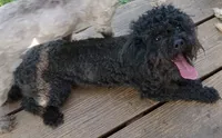 Dolly, a female Maltipoo for sale in Danville, VA – 4 of 4