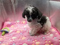 cheyanne jr, a female Poodle - Toy  for sale in Danville, VA – 5 of 5