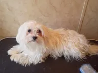 Sassy, a female Maltipoo and Poodle - Miniature  for sale in Danville, VA – 8 of 8