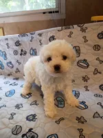 Beauty , a female Maltipoo for sale in Danville, VA – 6 of 10