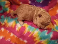 Dolly, a female Maltipoo for sale in Danville, VA – 3 of 8