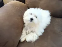 Diamond , a female Maltese for sale in Danville, VA – 3 of 6