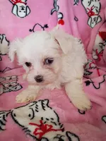 Buddy, a male Maltese for sale in Danville, VA – 6 of 10