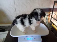 cheyanne jr, a female Poodle - Toy  for sale in Danville, VA – 7 of 8