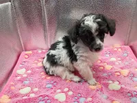 cheyanne jr, a female Poodle - Toy  for sale in Danville, VA – 2 of 5