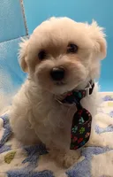 Taz, a male Maltese for sale in Danville, VA – Photo 1 of 4