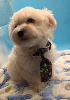 Taz, a male Maltese for sale in Danville, VA – Photo 2 of 4