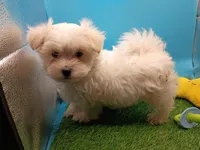 Taz, a male Maltese for sale in Danville, VA – Photo 4 of 4