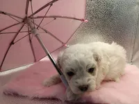 Miss Bailey , a female Maltipoo for sale in Danville, VA – 3 of 4