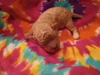 Dolly, a female Maltipoo for sale in Danville, VA – 2 of 8