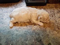 Sassy, a female Maltipoo and Poodle - Miniature  for sale in Danville, VA – 2 of 8