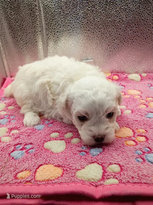 Miss Bailey  – Maltipoo puppy for sale in Danville, VA
