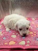 Miss Bailey , a female Maltipoo for sale in Danville, VA – 1 of 4