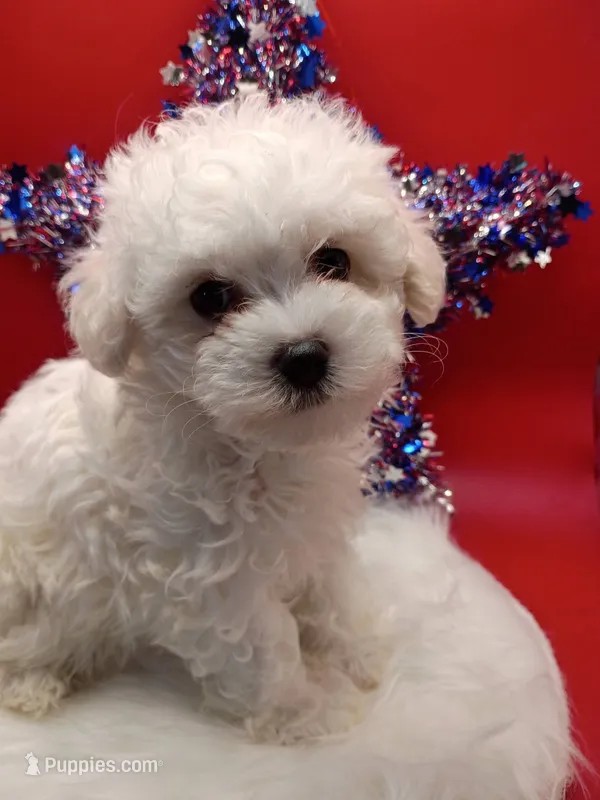 Beauty 2  – Maltese, Poodle - Miniature  puppy for sale in Danville, VA