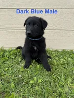 Dark Blue Male, a male German Shepherd Dog for sale in Dillsboro, IN – 2 of 5