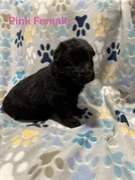 Pink Female, a female German Shepherd Dog for sale in Dillsboro, IN – Photo 2 of 6