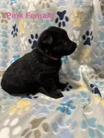 Pink Female, a female German Shepherd Dog for sale in Dillsboro, IN – Photo 4 of 6