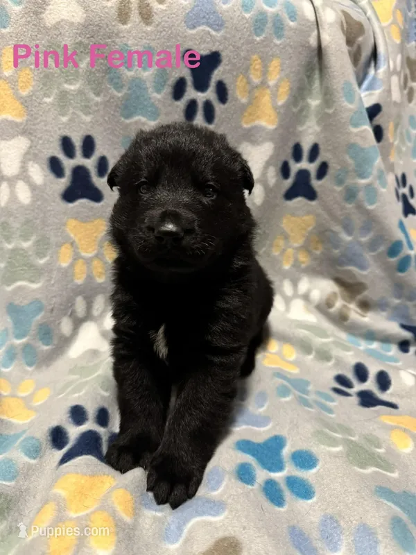 Pink Female – German Shepherd Dog puppy for sale in Dillsboro, IN