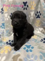 Pink Female, a female German Shepherd Dog for sale in Dillsboro, IN – Photo 3 of 6