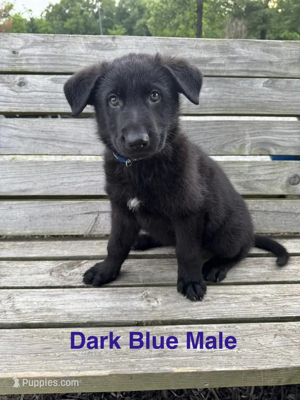 Dark Blue Male – German Shepherd Dog puppy for sale in Dillsboro, IN