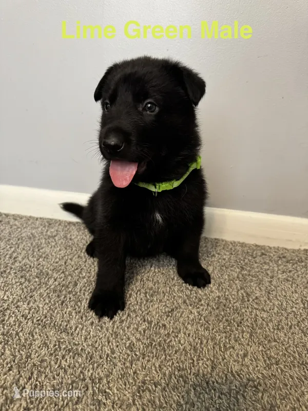 Lime Green Male – German Shepherd Dog puppy for sale in Dillsboro, IN