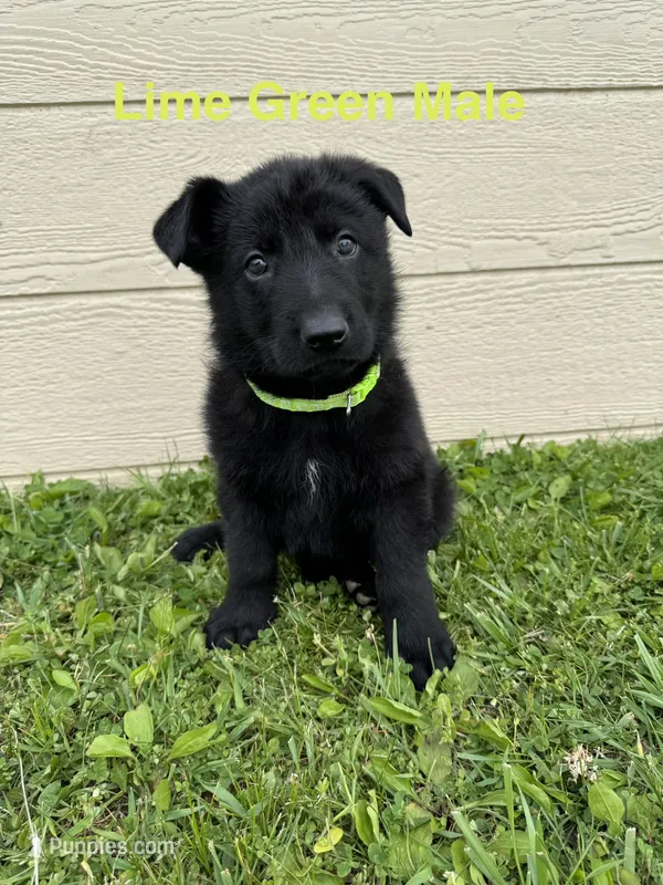 Lime Green Male – German Shepherd Dog puppy for sale in Dillsboro, IN