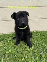 Lime Green Male, a male German Shepherd Dog for sale in Dillsboro, IN – 1 of 5