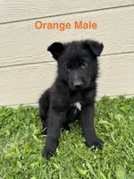 Orange Male, a male German Shepherd Dog for sale in Dillsboro, IN – 2 of 5