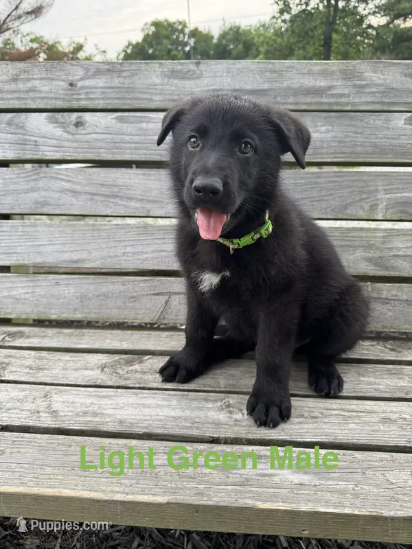 Light Green Male – German Shepherd Dog puppy for sale in Dillsboro, IN