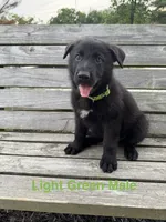 Light Green Male, a male German Shepherd Dog for sale in Dillsboro, IN – 1 of 5