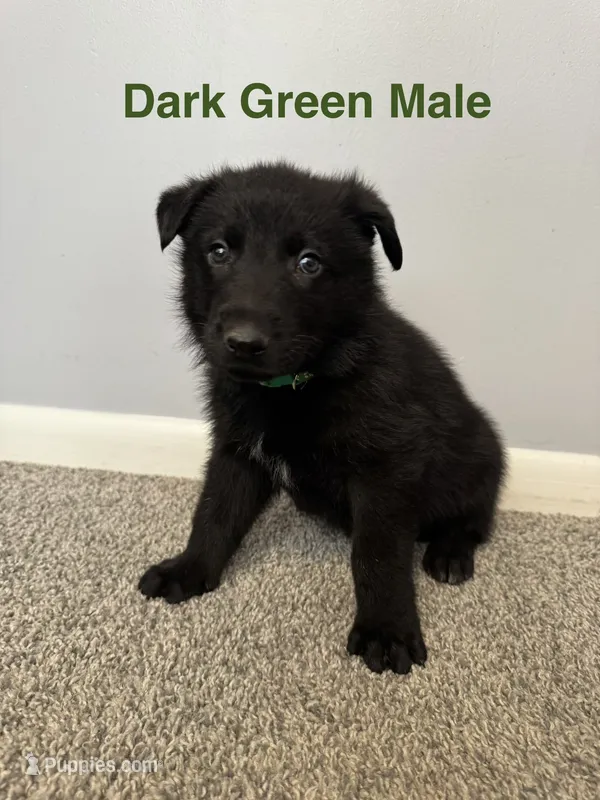 Dark Green Male – German Shepherd Dog puppy for sale in Dillsboro, IN