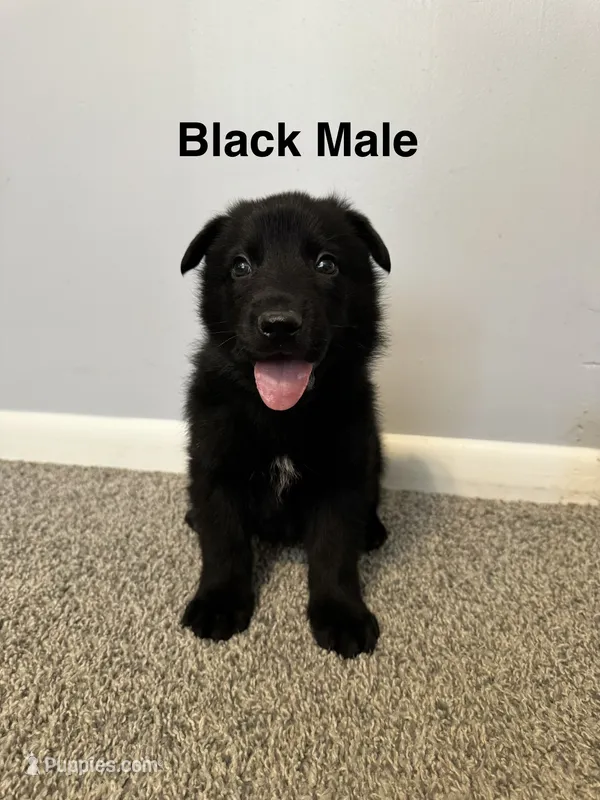 Black Male – German Shepherd Dog puppy for sale in Dillsboro, IN