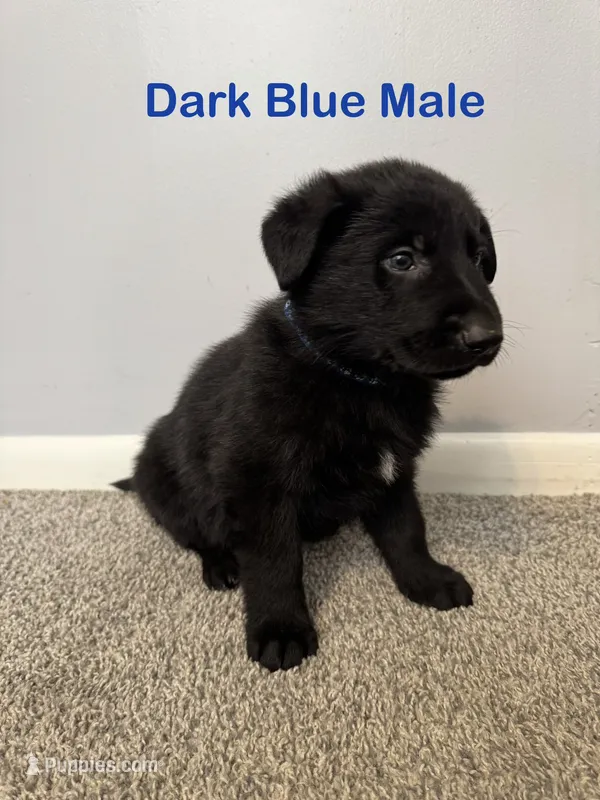 Dark Blue Male – German Shepherd Dog puppy for sale in Dillsboro, IN