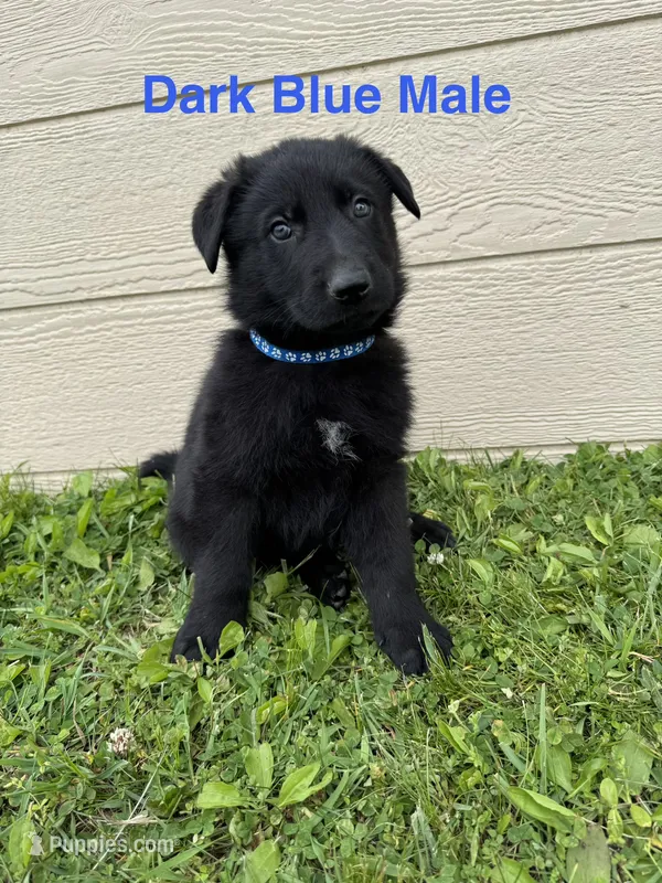 Dark Blue Male – German Shepherd Dog puppy for sale in Dillsboro, IN
