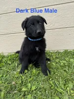 Dark Blue Male, a male German Shepherd Dog for sale in Dillsboro, IN – 1 of 5