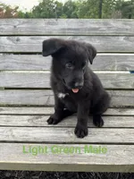 Light Green Male, a male German Shepherd Dog for sale in Dillsboro, IN – 2 of 5